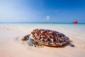 Koh Trong Turtle