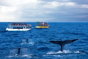 Mirissa whale watching