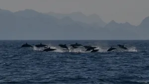 Dolphin Watching