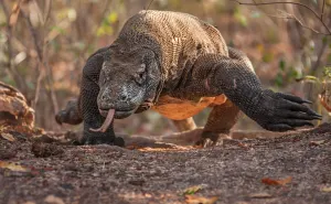 Komodo Dragon