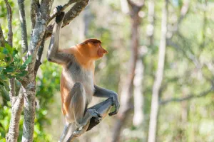 Proboscis monkey Sandakan