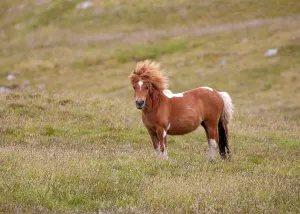 Shetland Pony express experience