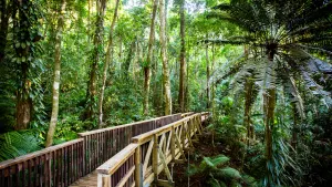 Daintree & Cape Tribulation