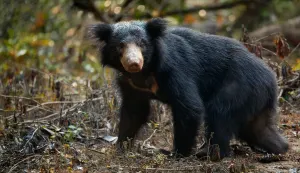 Sloth bear Wilpattu national par