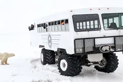 Classic Churchill Polar Bear Adventure