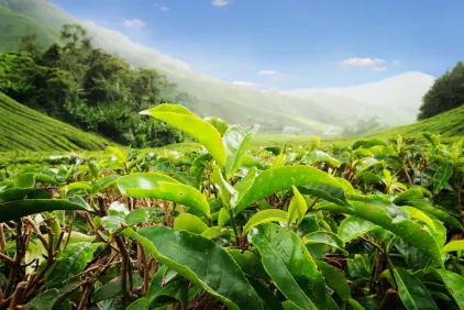 Cameron Highlands holidays