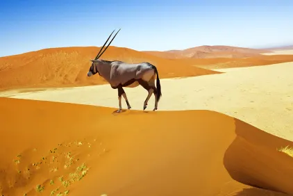 Sossusvlei Desert Adventure