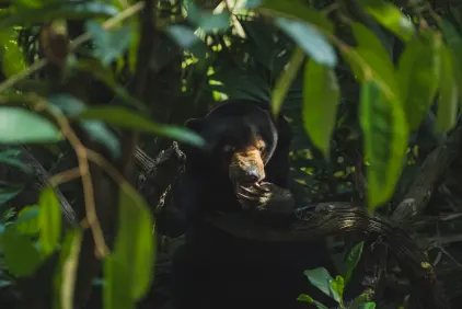 Sun Bear Conservation Centre