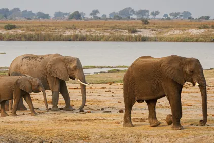 Botswana Wildlife Discovery