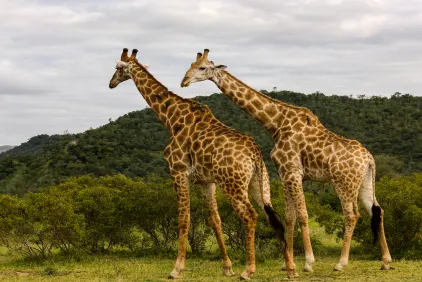 Cape Town & Kruger