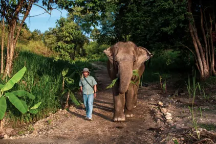 Elephant Hills Bush Camp Elephant Experience