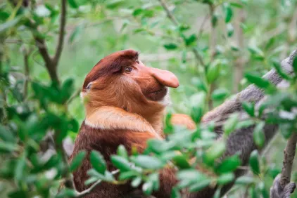 Sandakan Wildlife Adventure Tour