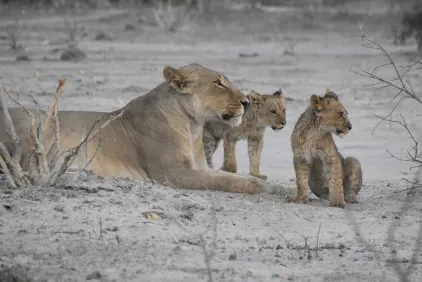 Botswana Wildlife Discovery