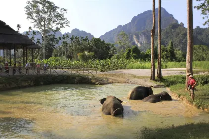 Elephant Hills Jungle Safari