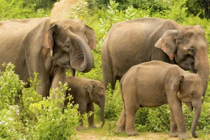 Sri Lanka's Scenic Splendours
