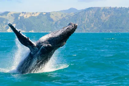 Best of the South Island