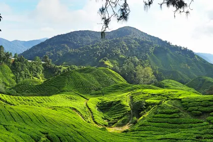 The Cameron Highlands