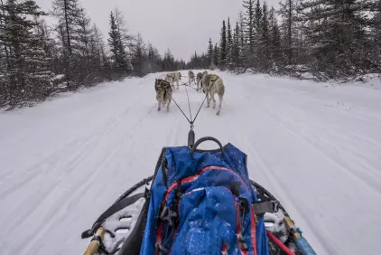 Classic Churchill Polar Bear Adventure