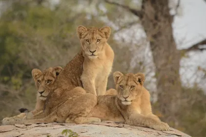 Cape Town, Kruger & Mauritius