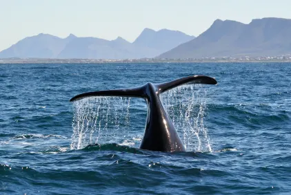 Cape, Wine and Whales