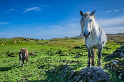 Shetland Pony, Shetland Isles