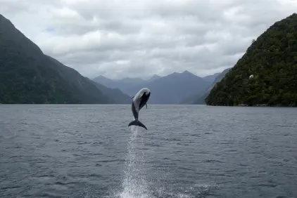 Doubtful Sound Overnight Cruise