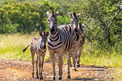 Hluhluwe-iMfolozi Park