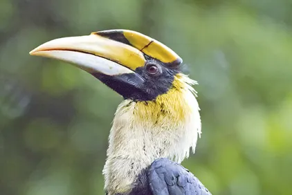 Taman Negara Explorer