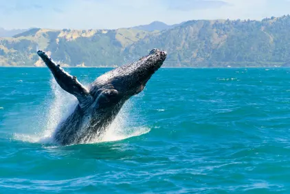 Nelson, Marlborough & Kaikoura holidays