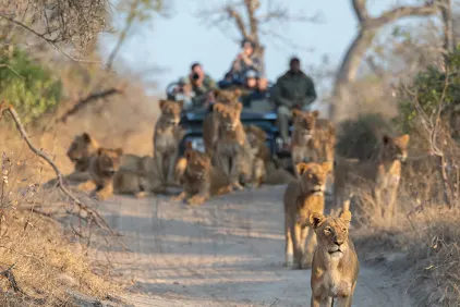 Kruger Wildlife Safari
