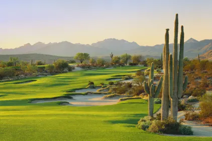 Scottsdale Saguaro
