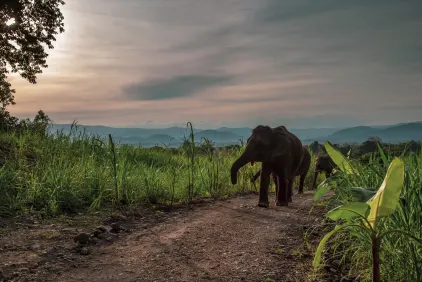 Elephant Hills Bush Camp Safari