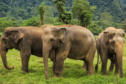 Elephant Hills Rainforest Nature