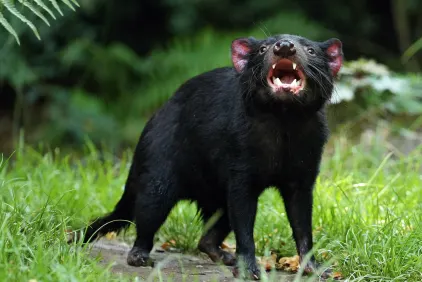 Tasmanian Wonders