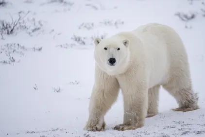 Classic Churchill Polar Bear Adventure
