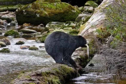 Evergreen State Odyssey