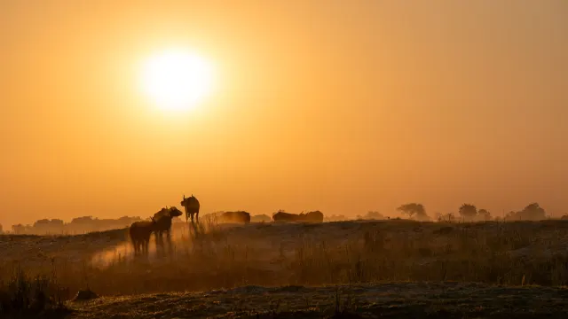 Botswana Wildlife Discovery