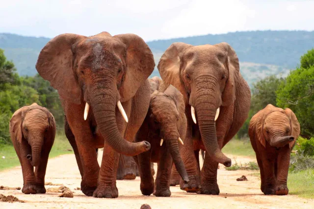 South Africa Wildlife & Beach