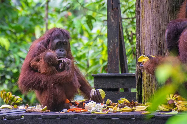 Glimpses of Borneo