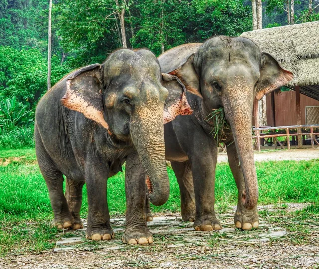 Phuket, Elephant Hills and Krabi
