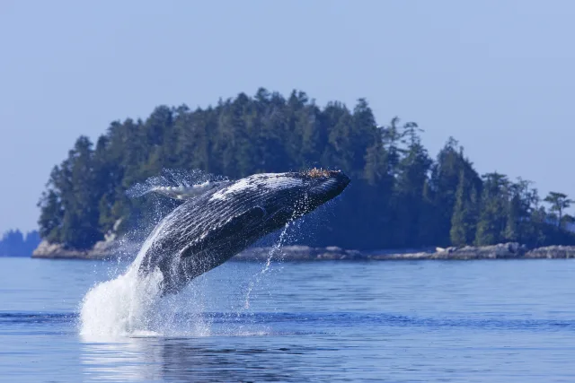 Vancouver Island Explorer