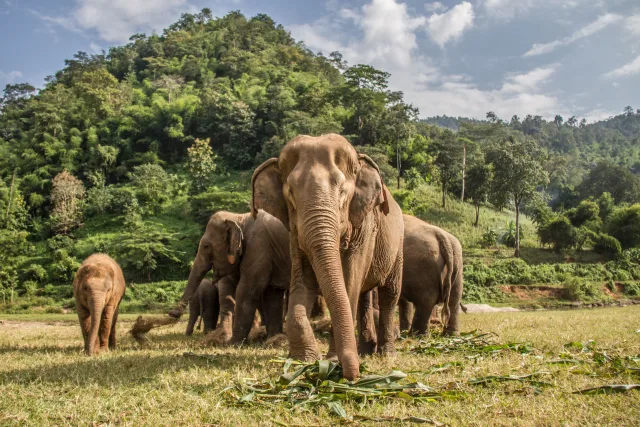Thailand Culture, Elephants and Beach