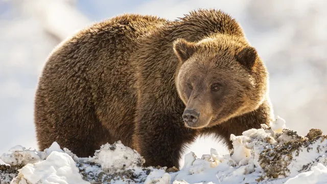 Alaska & Yukon Highlights