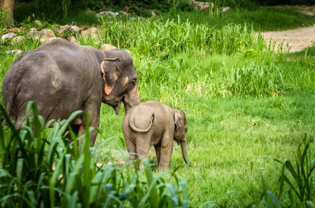 Thai Culture, Elephants and Beach