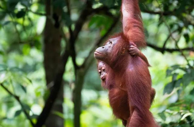 Wild Men of Borneo, Sabah