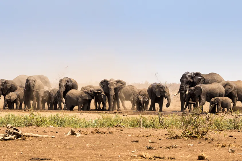 Kruger Wildlife Safari