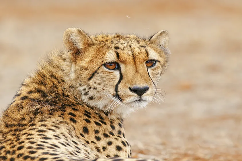 Cape Town & Kruger