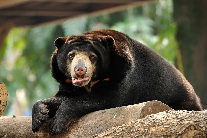 Glimpses of Borneo