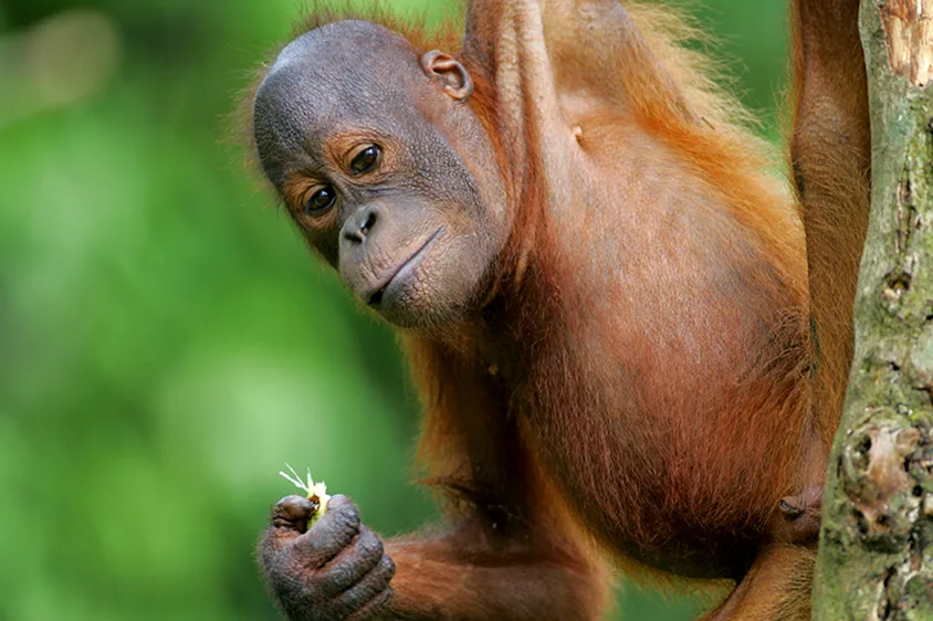 Sandakan Wildlife Adventure Tour