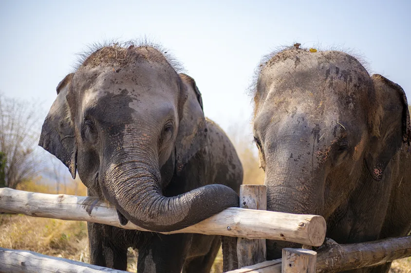 Elephant Hills Bush Camp Elephant Experience